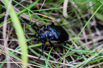 Cute bugs in a natural habitat.