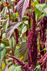 Plants, Purple amaranth flower, Andean pseudocereal.
