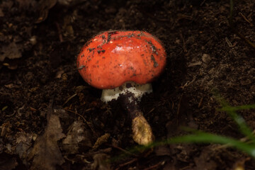 fly agaric mushroom