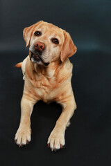 Blond labrador dog lying on the floor