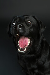 Wild black labrador retriever snabs