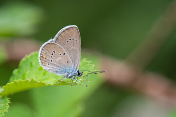 Fototapeta na wymiar Lycaenidae / Çokgözlü Güzel Mavi / / Polyommatus bellis