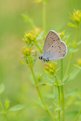 Lycaenidae / Çokgözlü Güzel Mavi / / Polyommatus bellis