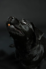 Black labrador catches treats
