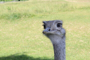Emu Laufvogel Straußvogel
ostrich bird ratite
