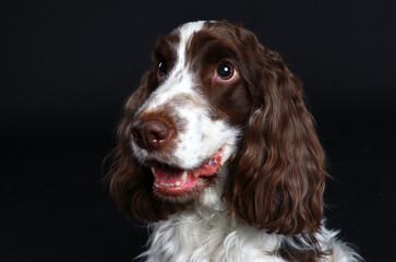 Face of a cute spaniel