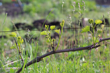 Young green shoots of a vine with berries and leaves on a wire on a vineyard