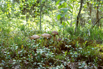 four boletus mushrooms stand in a row on a forest hill among green moss and bilberry bush, in the background sunlight falls on the grass.