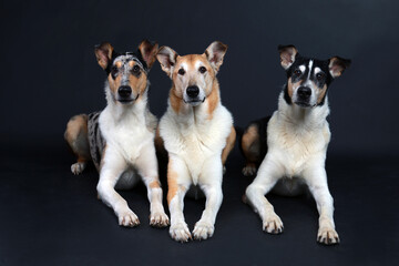 Three shorthair collies side by side