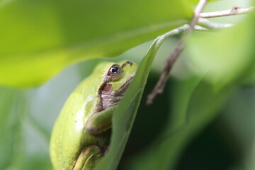 木陰で休むアマガエル