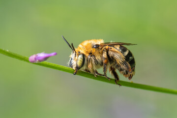 bee on a flower
