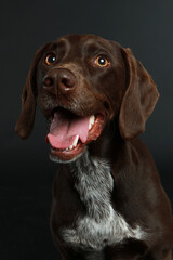 Fototapeta premium German shorthair dog