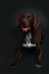 German shorthair dog