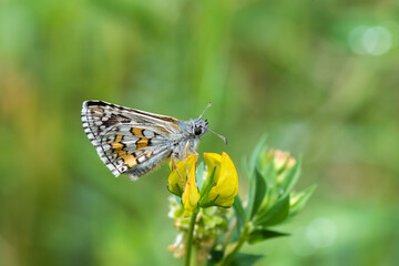 Hesperiidae / Sarı Bantlı Zıpzıp / / Pyrgus sidae