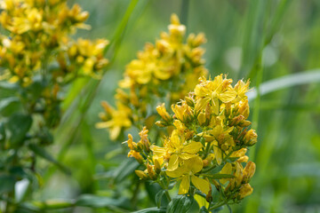 Close up of a Saint Johns wort (hypericum perforatum) plant in bloom