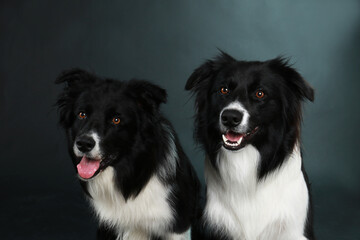 Two border collie dogs lying on black floor