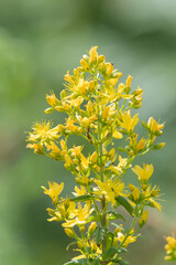 Close up of a Saint Johns wort (hypericum perforatum) plant in bloom