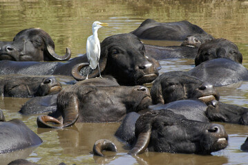 Fototapeta premium Asiatic water buffalo and cattle egret in wallow, Sasan Gir (Gir Forest), Gujarat, India