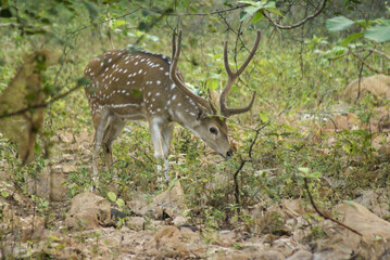Naklejka na ściany i meble Male spotted or axis deer (chital) in velvet browsing in Sasan Gir (Gir Forest), Gujarat, India