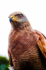 Savannah Hawk close up