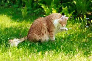 Red and white norwegian forest cat cleaning itself