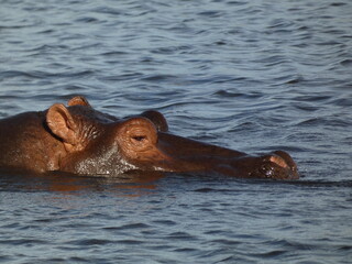 Common hippopotamus (Hippopotamus amphibius) - a hippo surfacing waters of Chobe river, Chobe National Park, Botswana