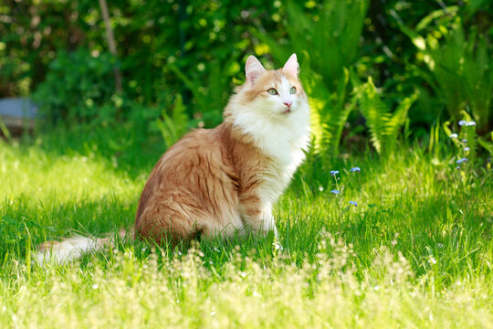 Red and white norwegian forest cat sitting in the grass outdoor