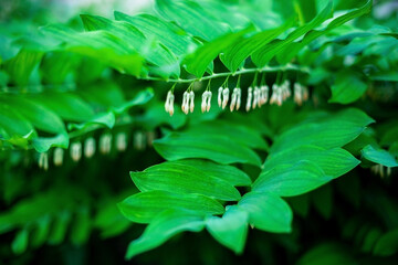 forest branch with leaves and seeds