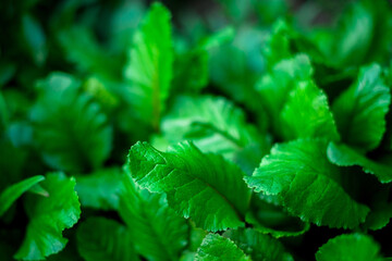 plant in the forest in the evening