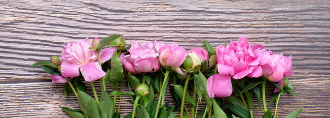 A bouquet of pink peonies In line on a dark wooden background