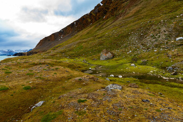 Green nature of Spitsbergen, Arctic