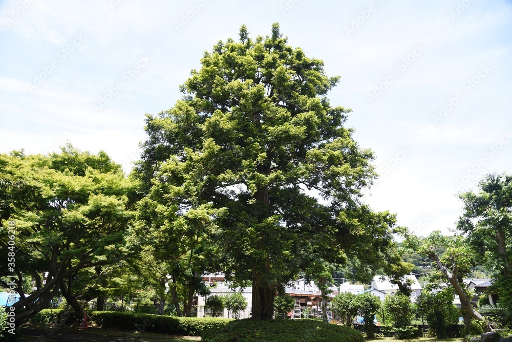 Poster Japanese torreya is a Taxaceae evergreen coniferous tree. The wood is used for carving and craftwork, and the seeds are used for food and medicine.