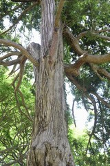 Fototapeta premium Japanese torreya is a Taxaceae evergreen coniferous tree. The wood is used for carving and craftwork, and the seeds are used for food and medicine.