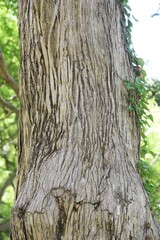 Fototapeta premium Japanese torreya is a Taxaceae evergreen coniferous tree. The wood is used for carving and craftwork, and the seeds are used for food and medicine.
