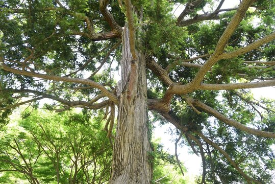 Japanese torreya is a Taxaceae evergreen coniferous tree. The wood is used for carving and craftwork, and the seeds are used for food and medicine.