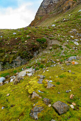 Green nature of the Svalbard archipelago