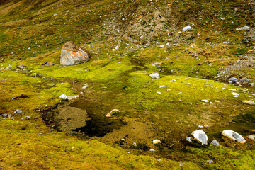 Green nature of the Svalbard archipelago