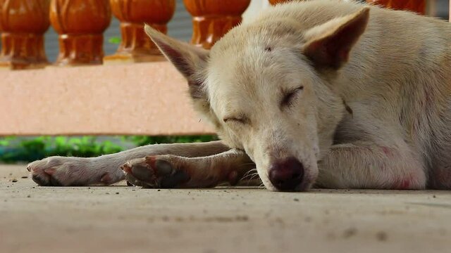 dog sleeping relaxing on the ground 