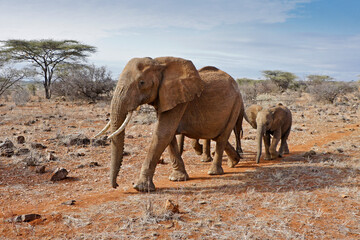 Fototapeta na wymiar Female elephant and her two calves walking through arid landscape, Samburu Game Reserve, Kenya