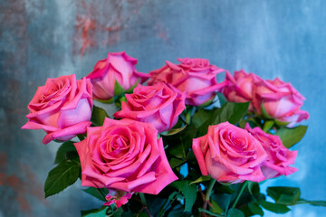 pink roses on blue background 4