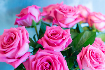 Texas Pink Roses Blue Background 1