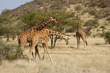Reticulated giraffes necking and feeding, Samburu Game Reserve, Kenya