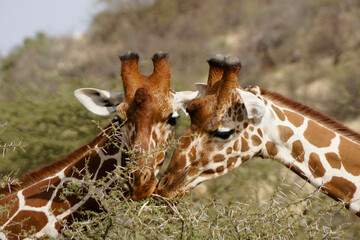 Reticulated giraffes feeding on thorny acacia, Samburu Game Reserve, Kenya © Michele Burgess