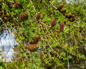 European Larch