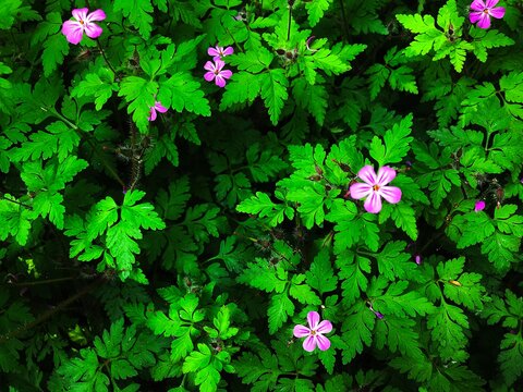 Flowers and foliage of Geranium robertianum, commonly known as herb-Robert, in the garden.