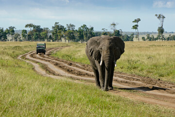 A stubborn bull elephant blocks safari vehicles on a rutted dirt track near Governors' Camp in the...