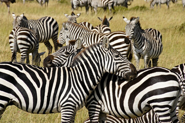 Fototapeta na wymiar Burchell's (plains, common) zebras grooming each other, Masai Mara, Kenya