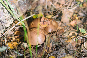 Edible mushrooms mushrooms in the forest.