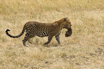 Female African leopard carrying her cub in her mouth, Masai Mara, Kenya