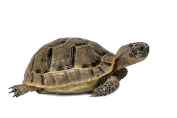 land turtle Testudo graeca  isolated on white background